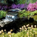 Water fall with azaleas