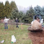 Positioning a large secimen tree