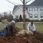 Planting large specimen tree